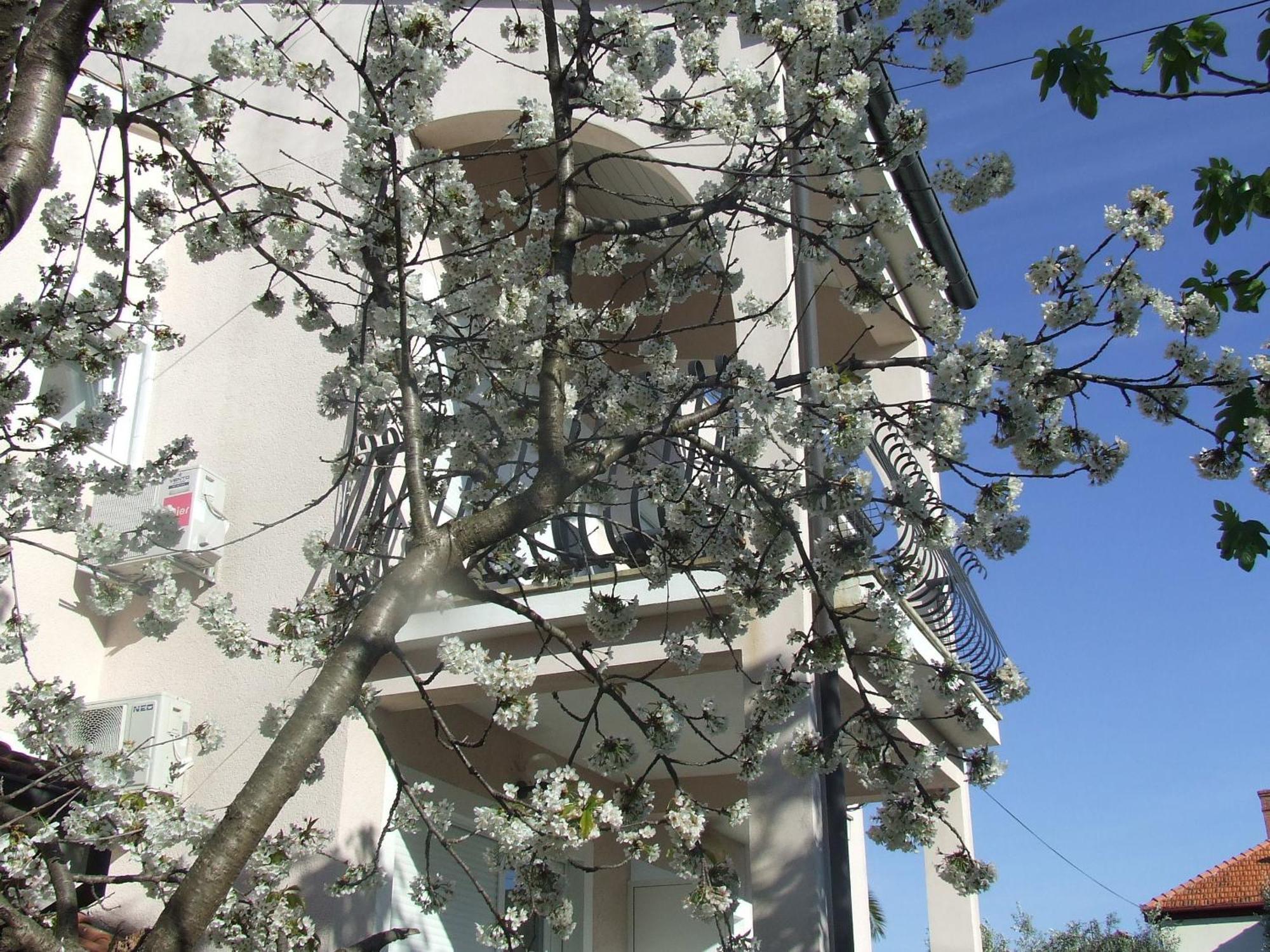 Villa Dalmatia Zadar Quarto foto
